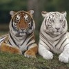 Lupou do zoo 2